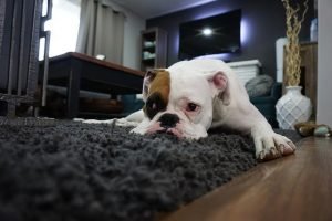 Boxer laying on carpet